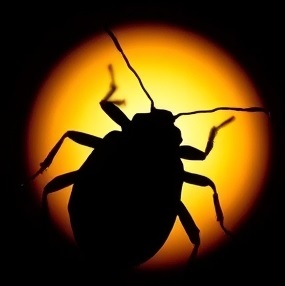 silhouette of bed bug
